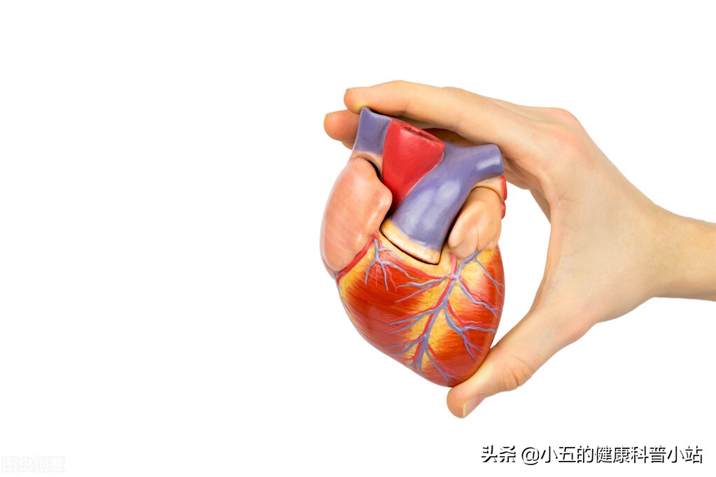 心衰患者如何保护肾,慢性心衰患者需要吃补心脏的药吗