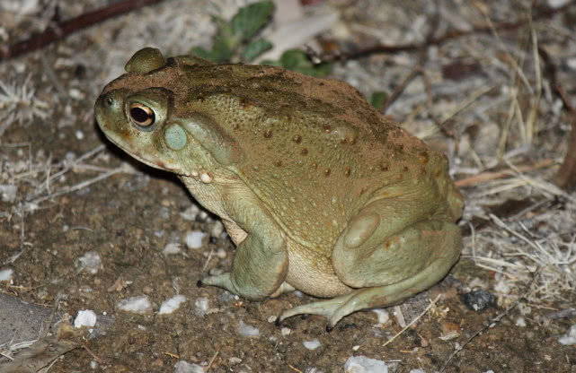 强有效的天然致幻剂，很多人纷纷上瘾，狂“舔蛤蟆”
