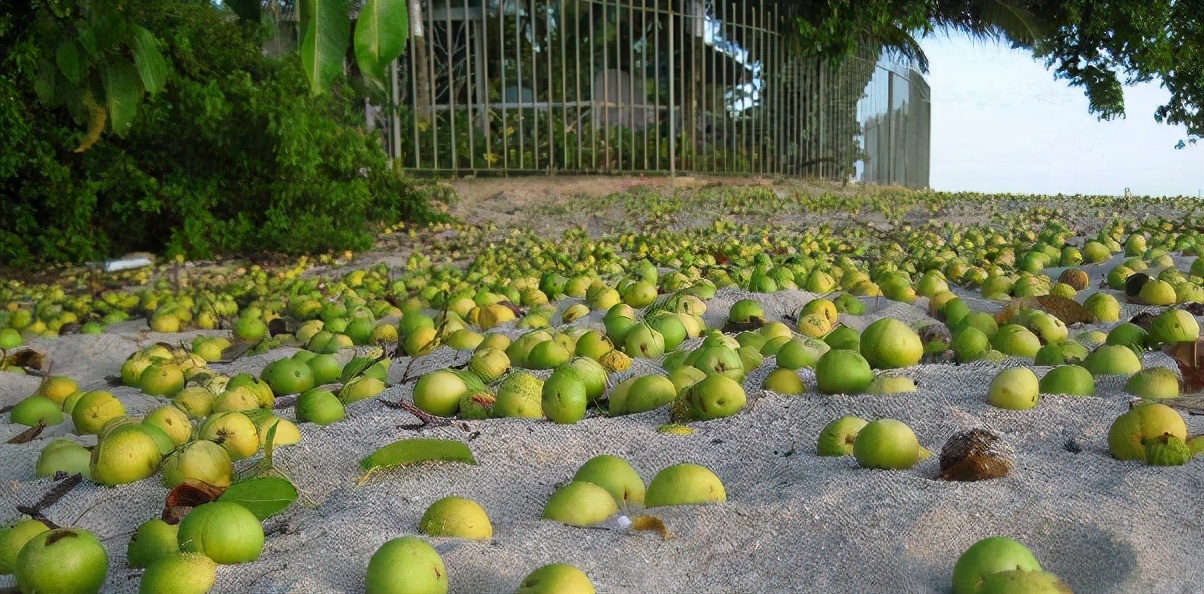 一个“小苹果”竟然能够毒死很多人，就连树下躲雨都能中毒