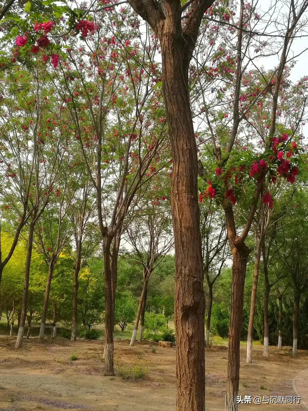 北京的天元公园是哪,北京天元公园视频