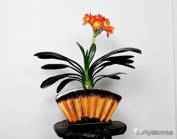 你见过如此珍贵的兰花吗,带你了解兰花