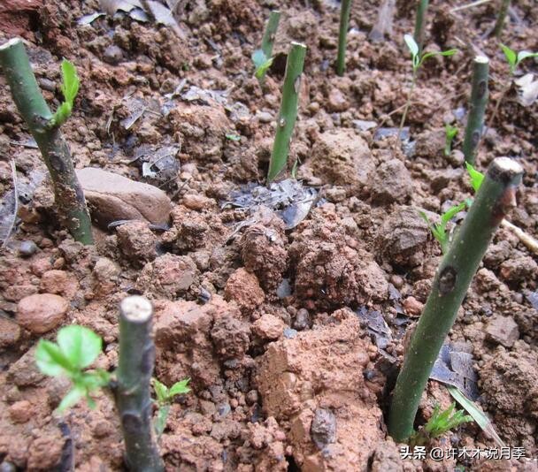 月季扦插长出愈伤组织后多久生根,如何判断月季是根瘤还是愈合组织
