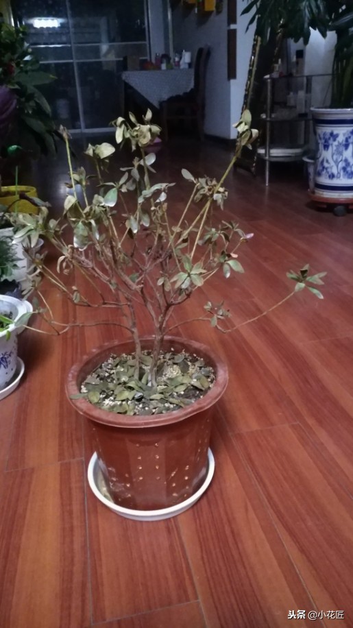 杜鹃花叶子掉光了还能救活吗视频,杜鹃花的叶子干枯发黑是什么原因