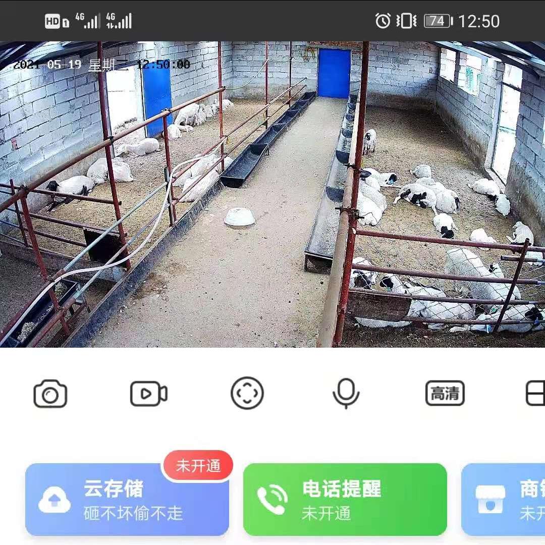 8只羊羔能卖多少钱,一只小羊700元能买吗