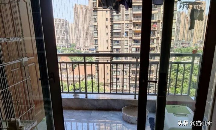 高层养猫到底要不要封窗,封窗养猫