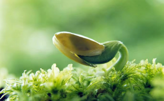 春季长高黄金期孩子蹿个儿有妙招,春发夏长秋收冬藏与人的身体关系