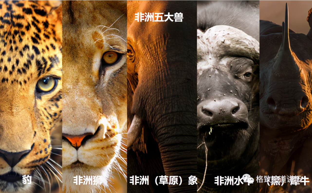 被称为“非洲最强挖掘机”的它，挖洞速度比6个人还快