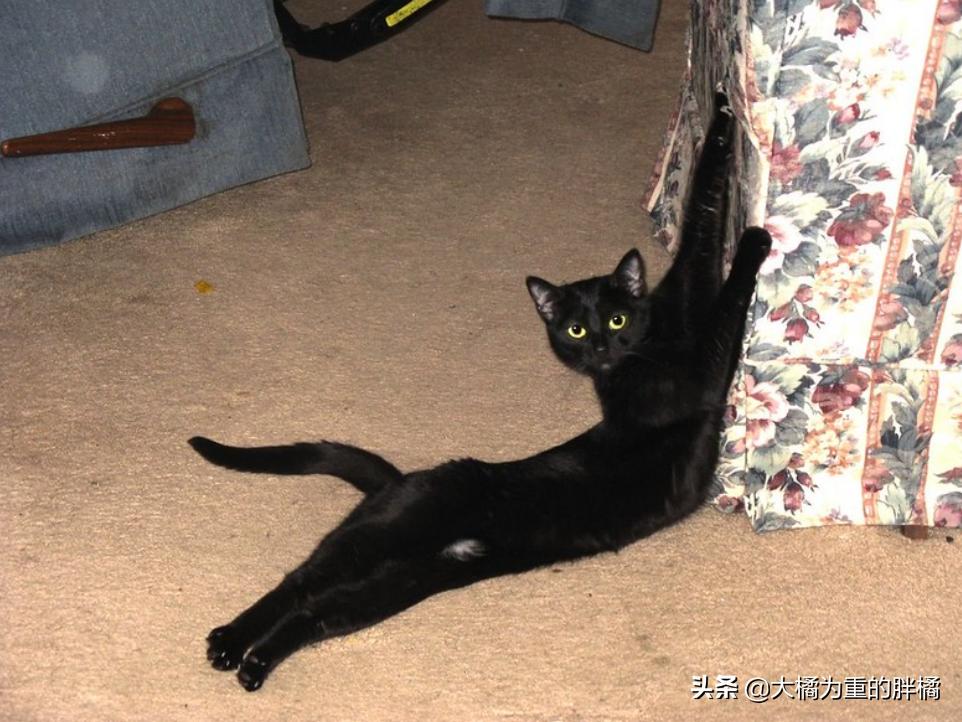 猫咪露出光滑的红色皮肤,猫咪露出一边獠牙