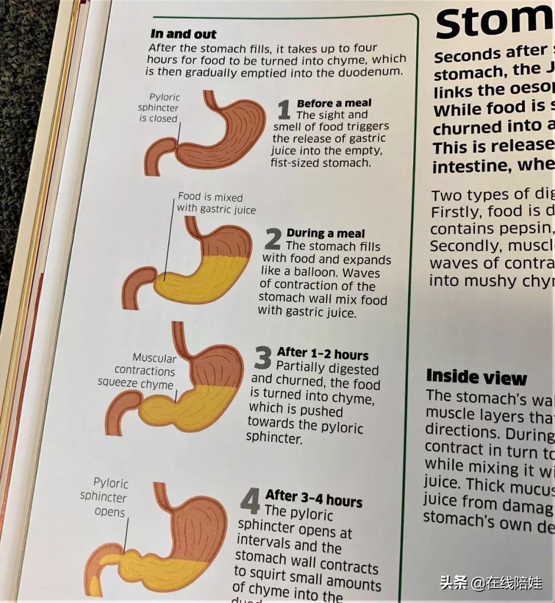 dk知识大百科全套,dk知识大百科书金银版