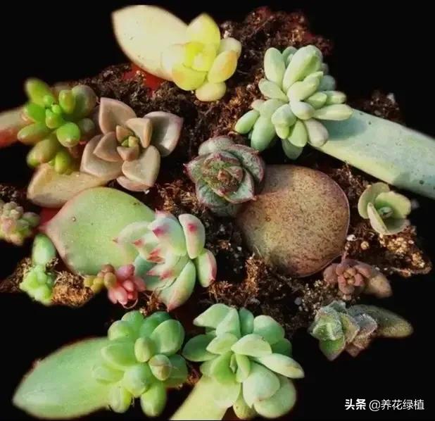 多肉植物在春天的迷人姿态,多肉植物春天31度能露养吗