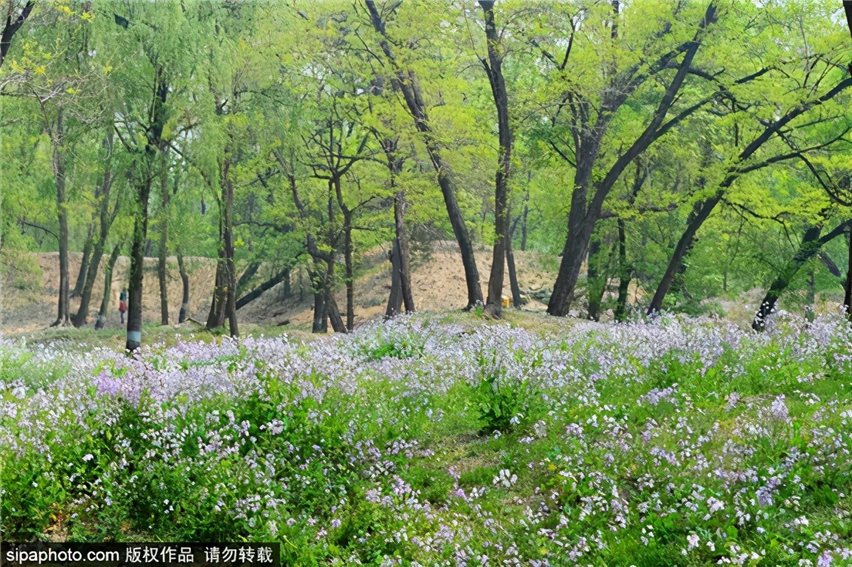 紫色花海哪里最好玩,紫色的花海景点