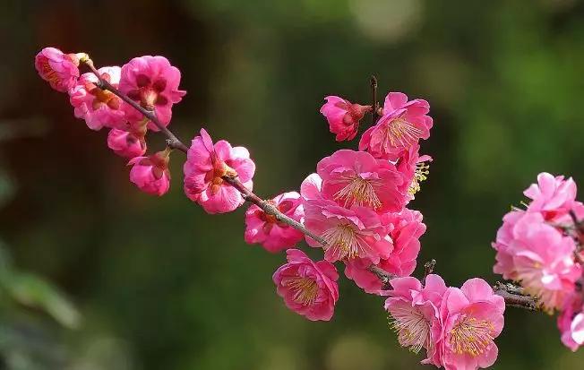 最美暮春诗词100首,秋冬花的优美诗词
