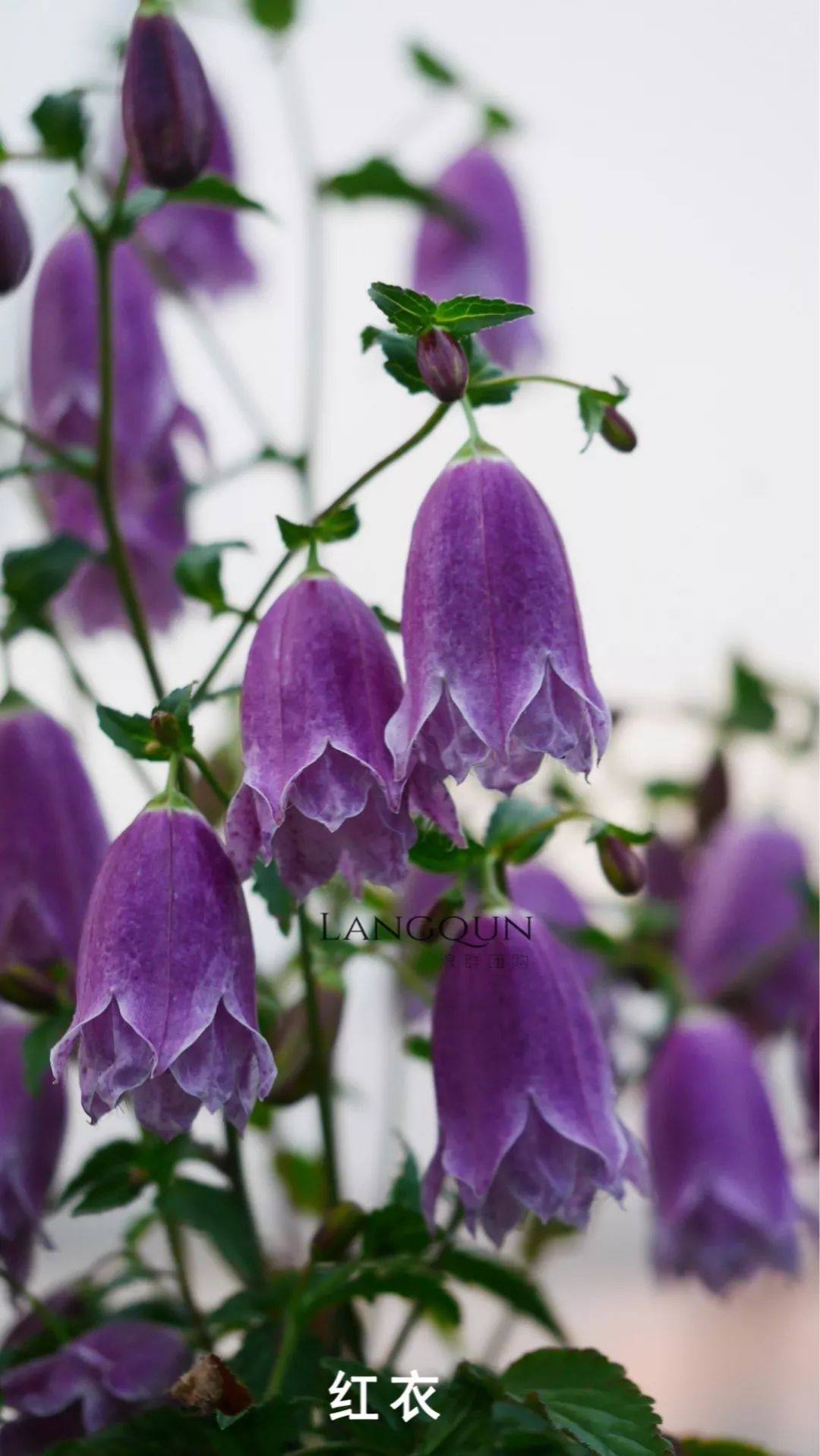 风铃草适合几月种,日本风铃耐寒温度是多少