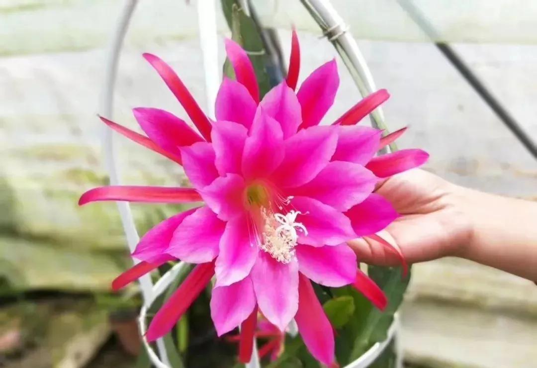 滁州琅琊区春季游,来滁州游琅琊山欣赏风景