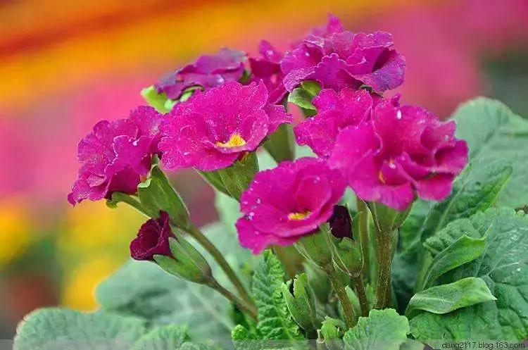 元宵花灯太美了,春季赏花郁金香太美了