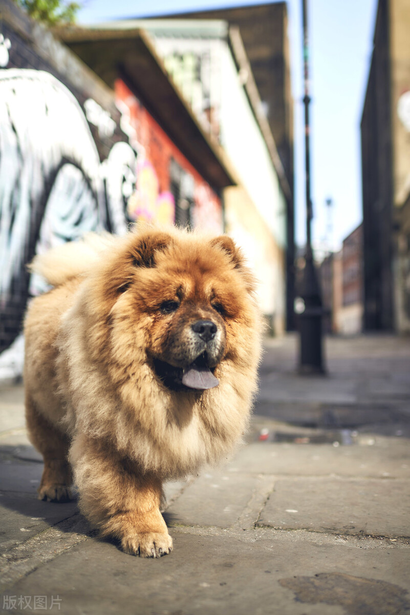 松狮犬的喂养与护理方法,松狮犬吃什么比较好养呢