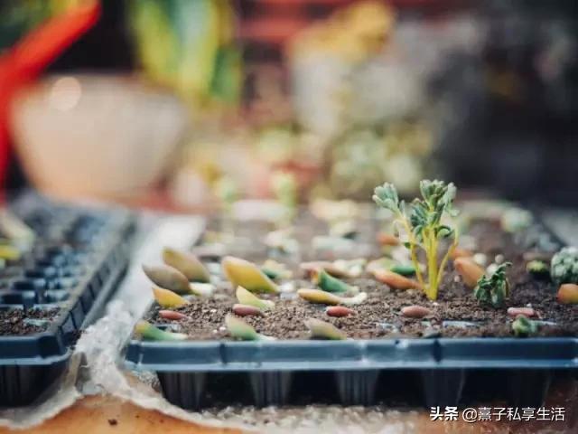 怎么打造低成本花园,怎么用几十元造花园