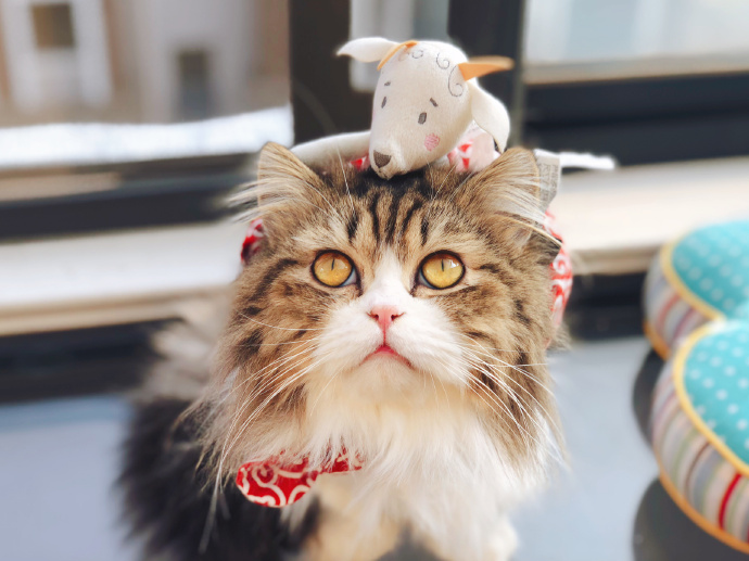 被猫抓伤确诊猫抓病,被猫咪抓了会得猫瘟吗