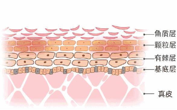 外油内干是缺水吗,外油内干缺什么