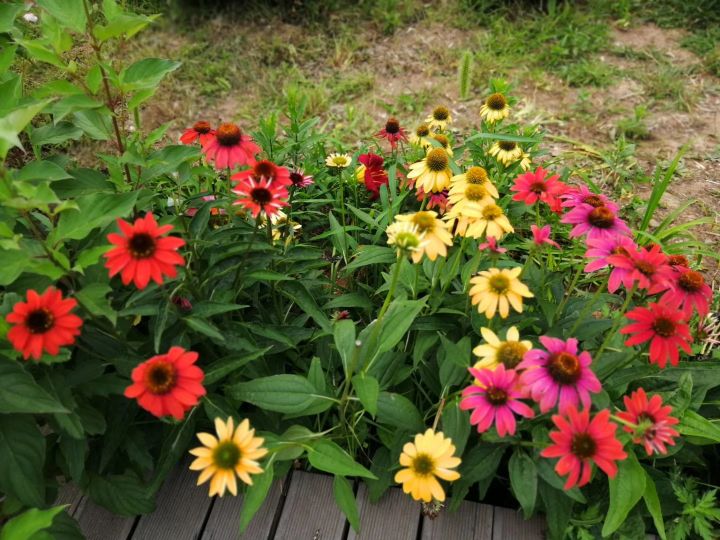 深圳市最长海滨栈道,中国最长海滨栈道