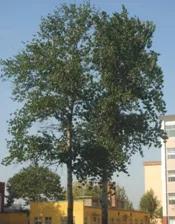 我的北大情怀,四种情怀