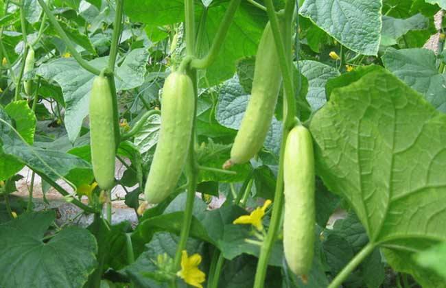 黄瓜长藤不结果怎么办,黄瓜除虫小妙招