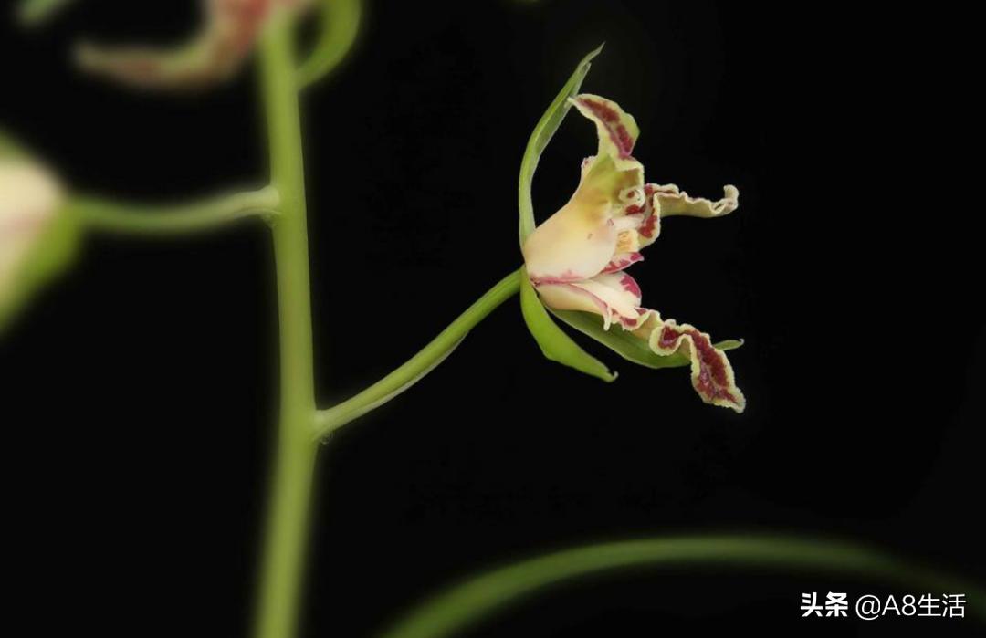 蕙兰兰花品种排名,蕙兰花精品品种