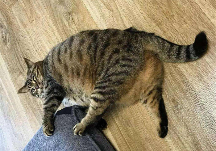 猫咪腹部不大就一定是猫传腹吗,猫咪腹部下垂但是身体很瘦