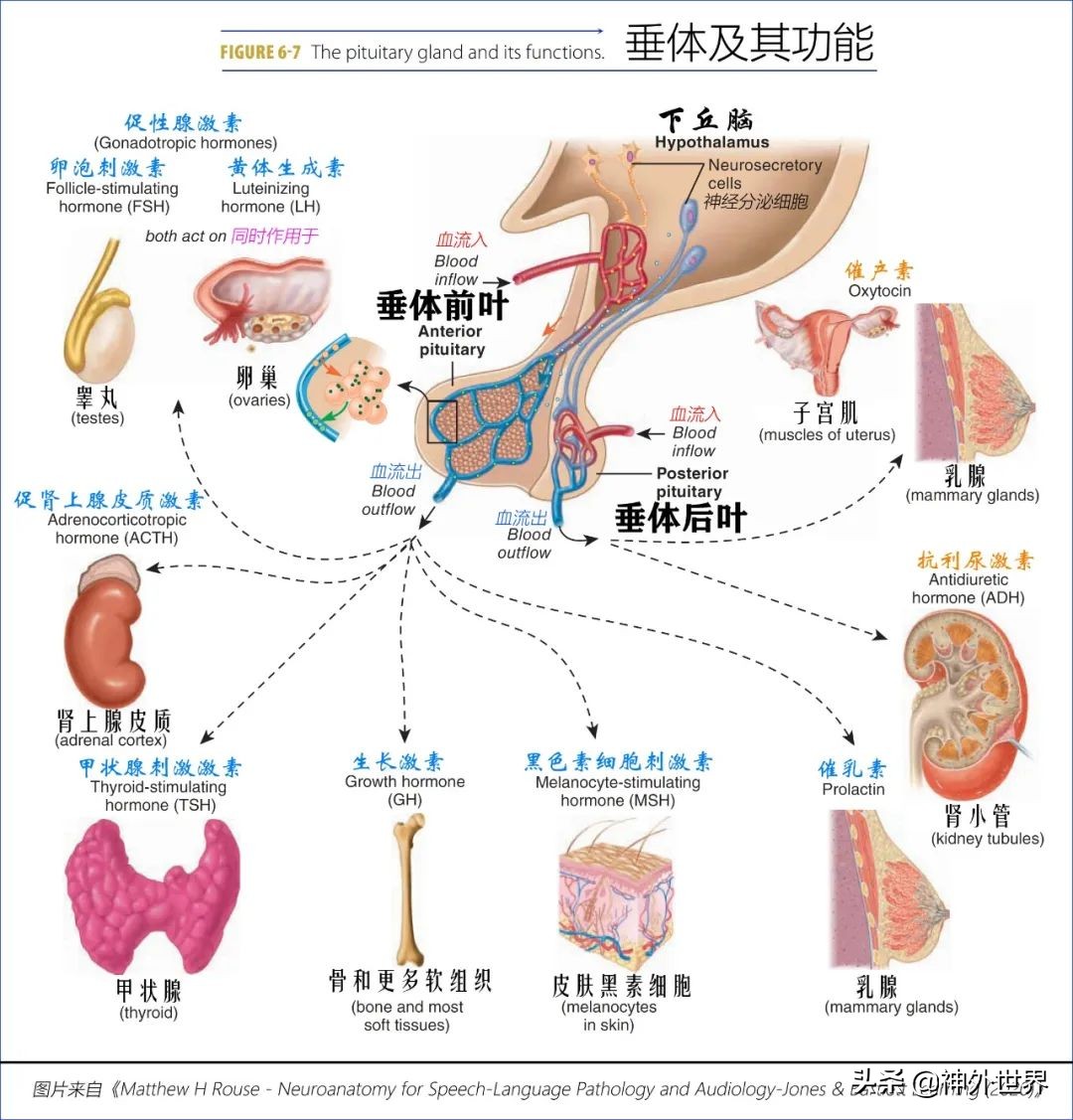 鞍区解剖学习笔记之——垂体
