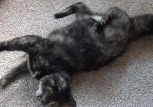 猫咪睡觉的时候发抖打颤怎么回事,猫咪睡觉频繁发抖打颤是怎么回事