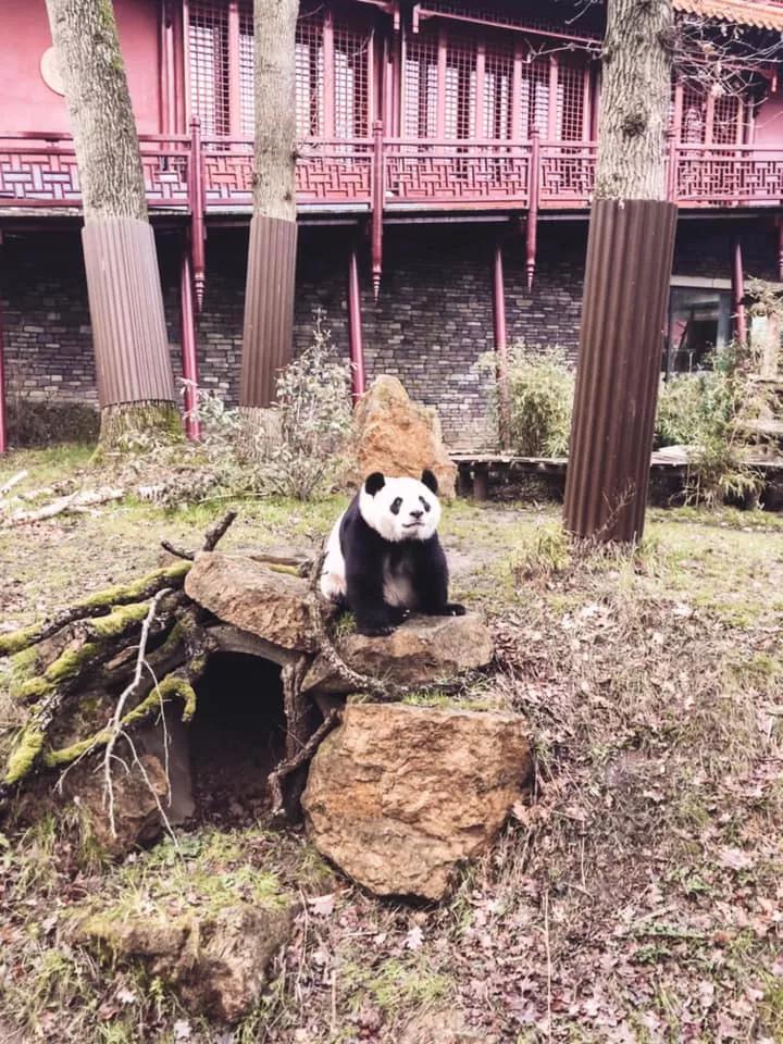 终于拍到熊猫交配的画面,荷兰人民感动疯了!果然国宝干啥都焦点