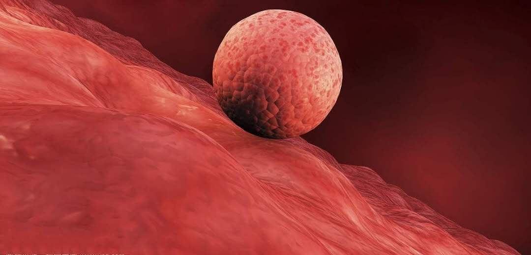 备孕交流：女性在排卵期有什么感觉吗？如何判断是不是排卵期？