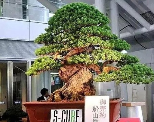 世界十大花卉排行榜名单,世界十大名贵花草