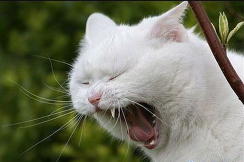 猫打喷嚏流鼻涕是猫瘟吗,猫连续打喷嚏就是猫鼻支吗