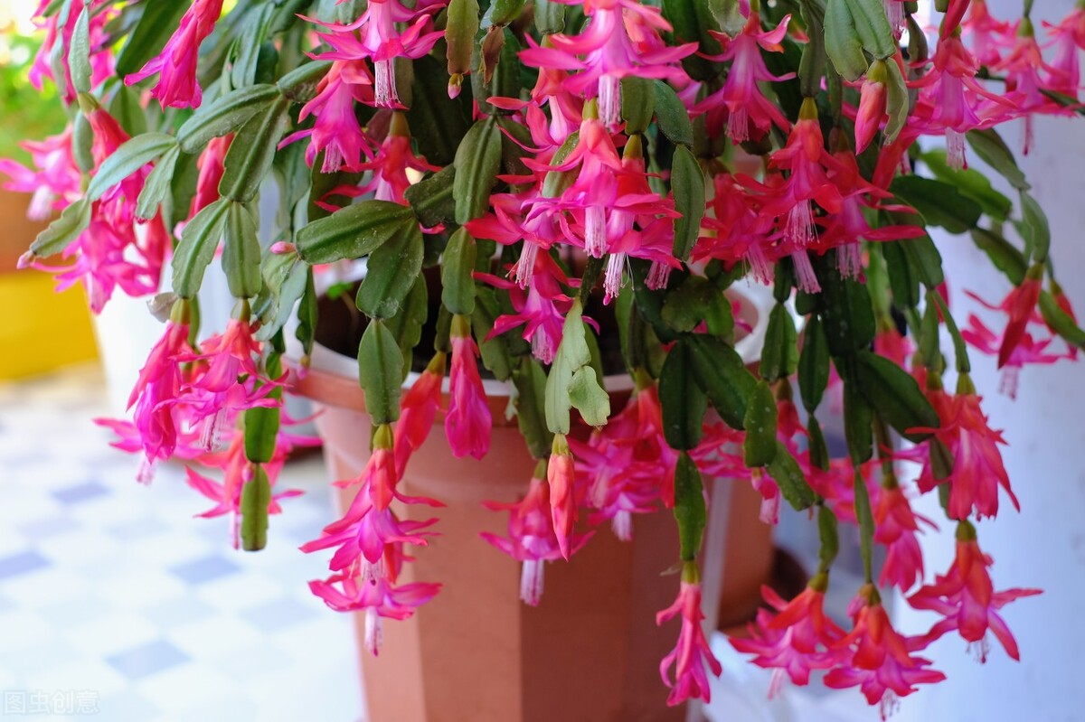 室内耐阴多肉植物推荐,多肉植物耐阴吗