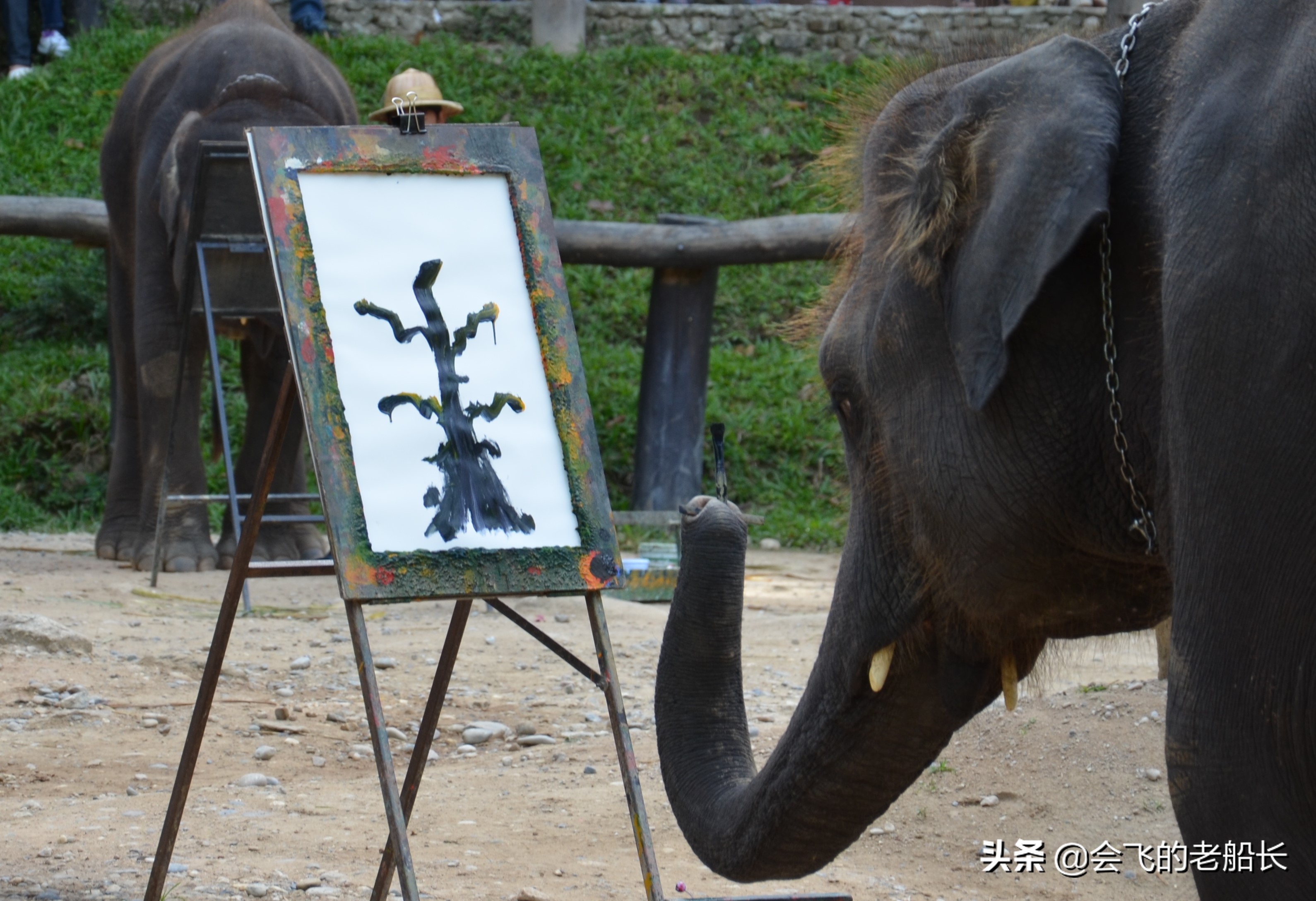 那头会作画的神奇大象经历了三道永远的痛苦，你会让孩子这样吗？
