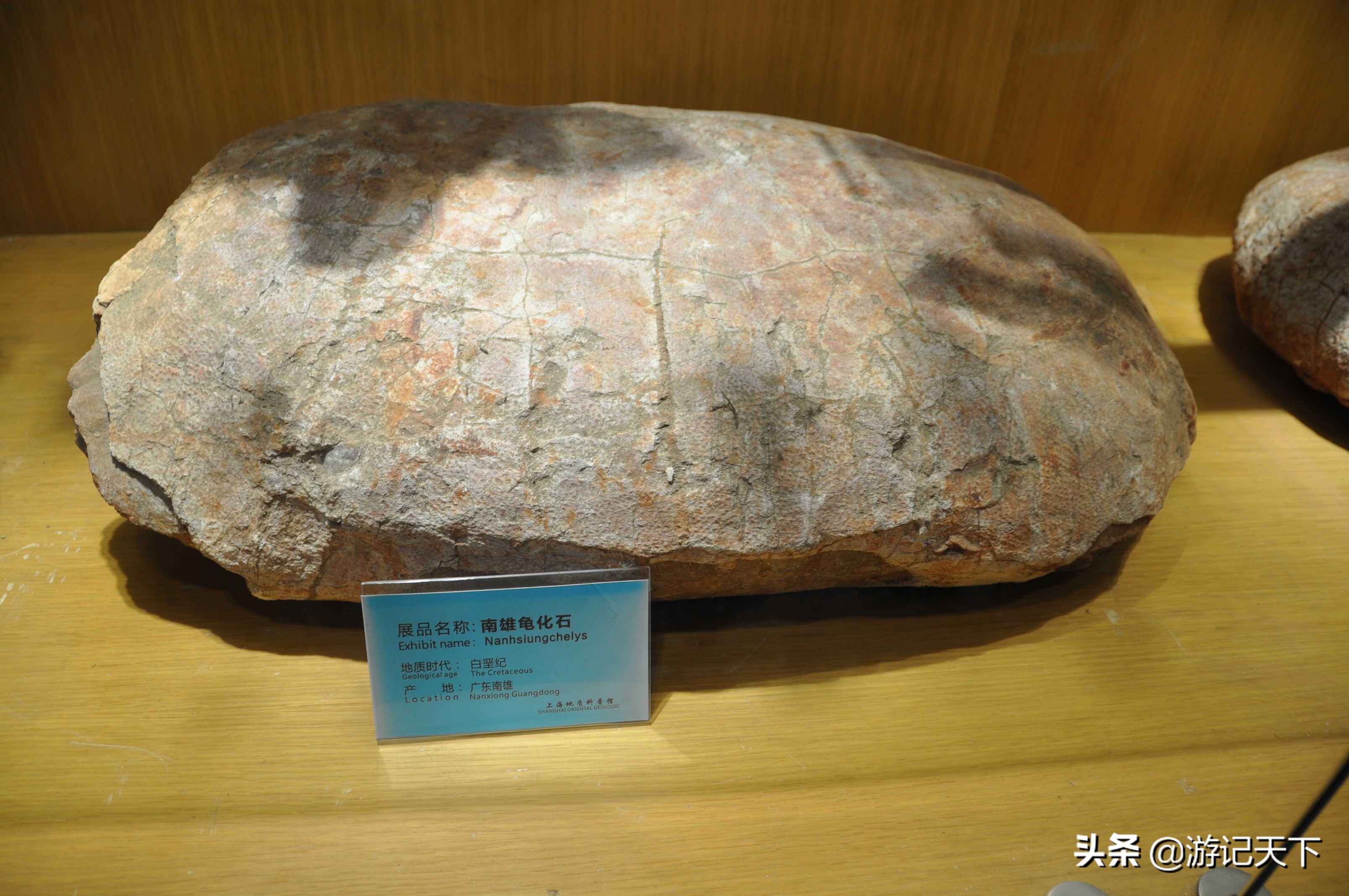 阿尼亚参观博物馆,上海地质科普馆游玩