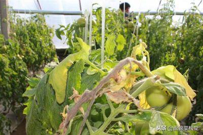 番茄灰霉病控制住,灰霉病番茄能吃吗