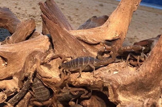 鏄嗘槑钀屽疇鍔ㄧ墿涓婚涔愬洯,鏄嗘槑瀹ゅ唴钀屽疇涔愬洯