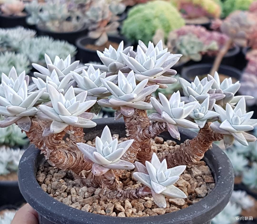 韩国大棚多肉,肉叔带你走遍韩国多肉大棚