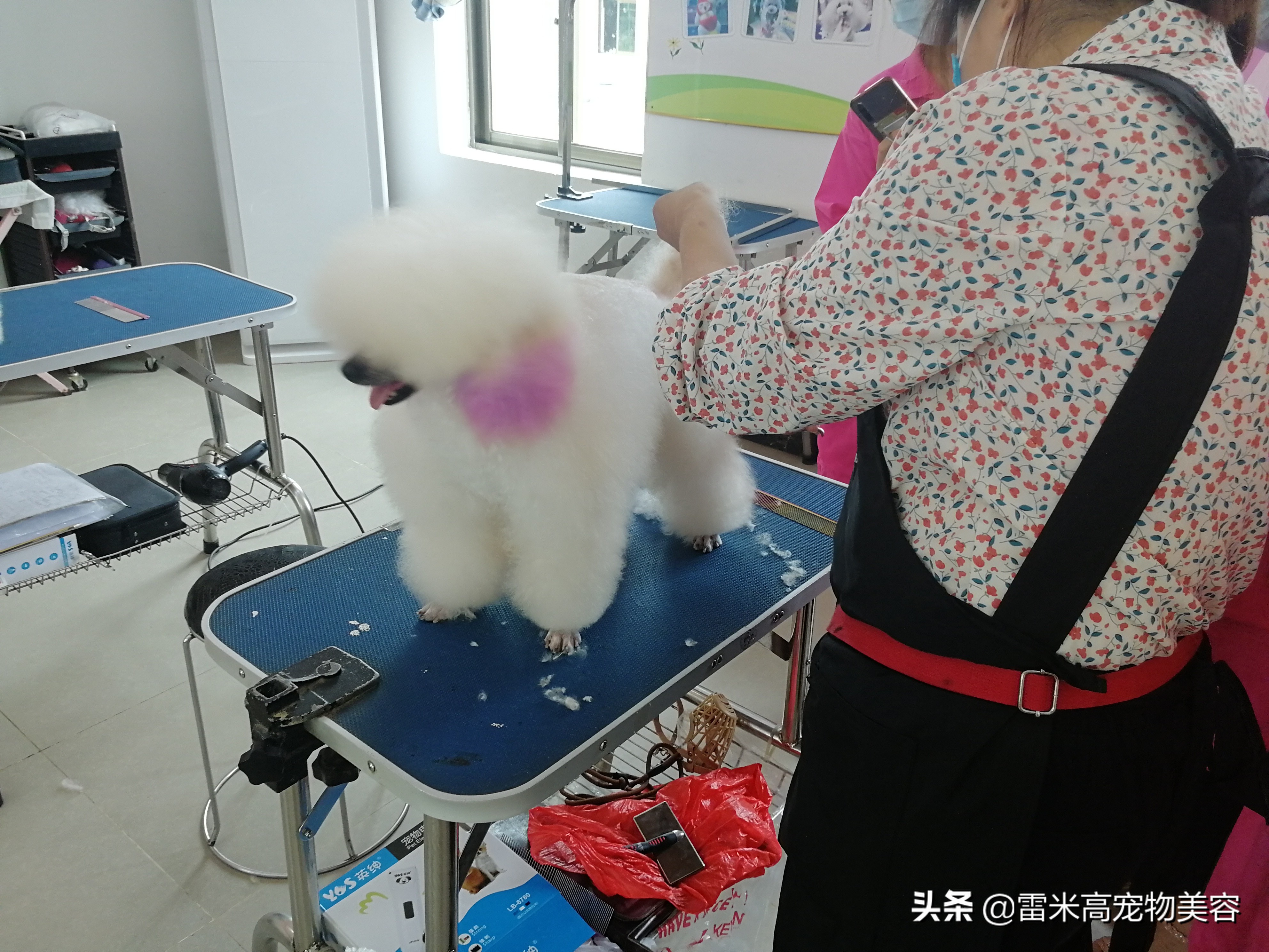 什么狗狗最好养不掉毛无体味,哪种狗狗适合家养好养不掉毛便宜