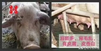 围产母猪气血两亏证候和解决