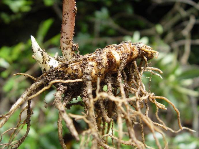 农村保护珍惜野生植物野草,常见的野生杂草