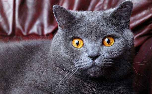 明日方舟阵营剧情,明日方舟暗流