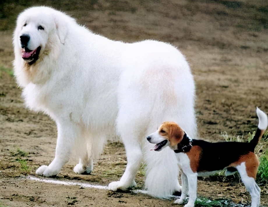 汪汪汪狗狗的视频,汪汪队里面的7种狗狗品种