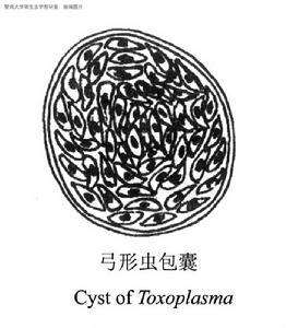 优生优育五项检查弓形虫数值,优生优育五项感染数据