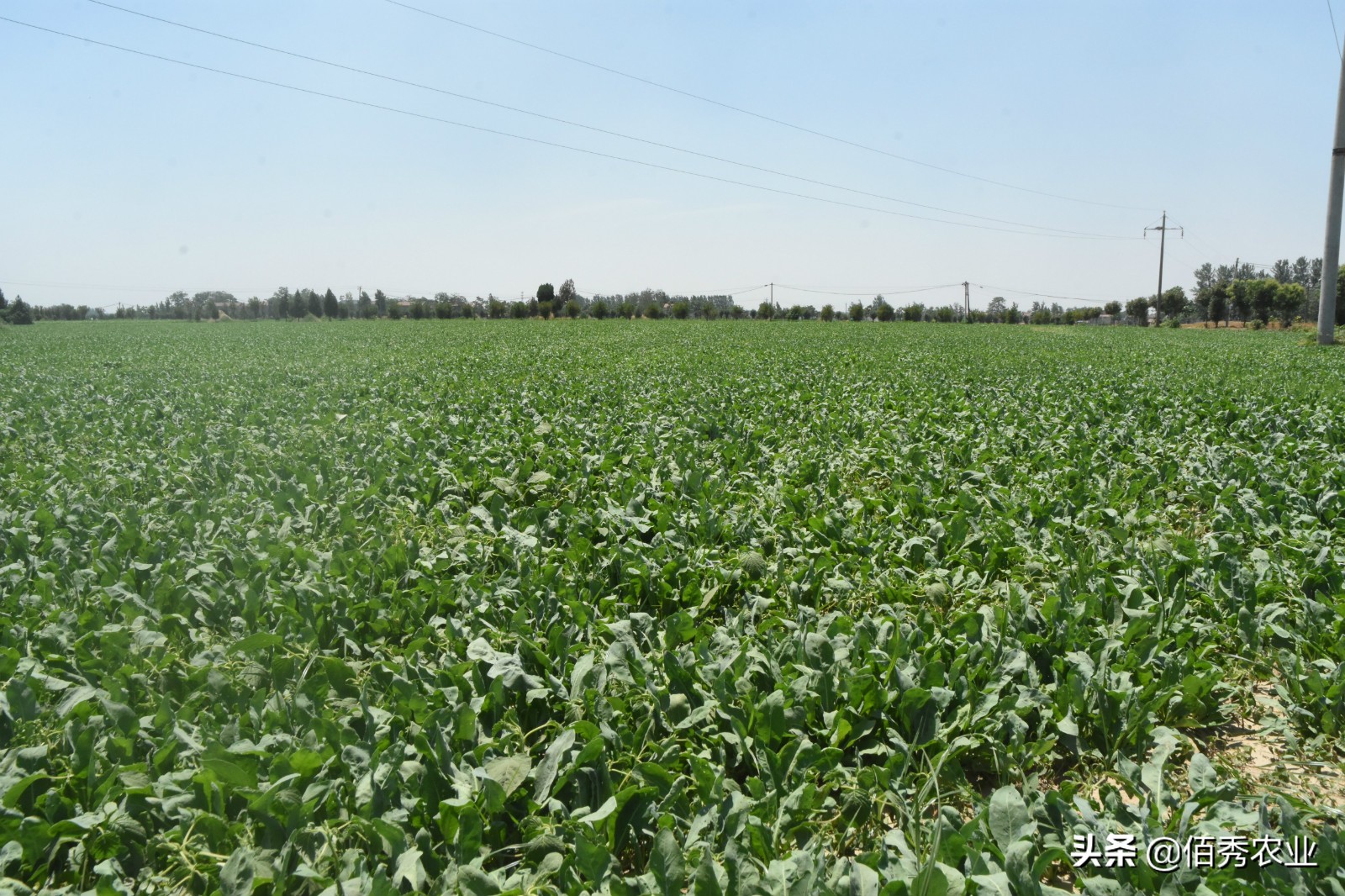 疫情之下蔬菜种植,疫情之下辣椒种植