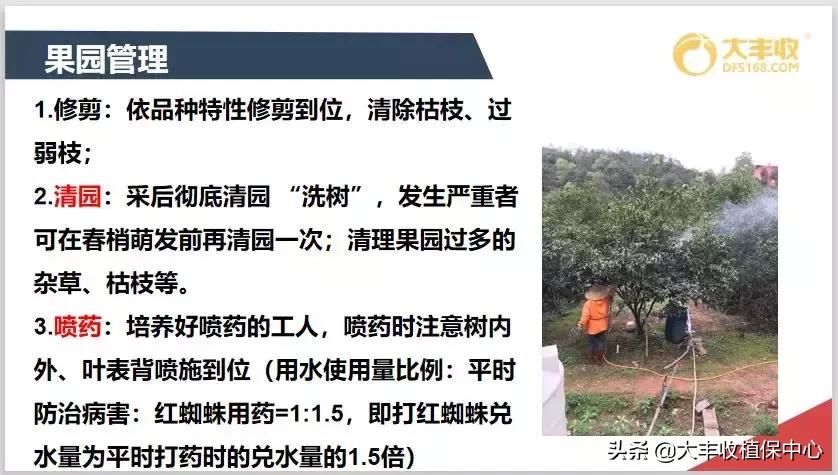 红蜘蛛锈壁虱大爆发该怎么用药,对红蜘蛛和锈壁虱有用的杀螨剂