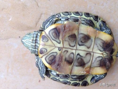 龟腐皮腐甲怎么预防,深水龟腐甲治疗