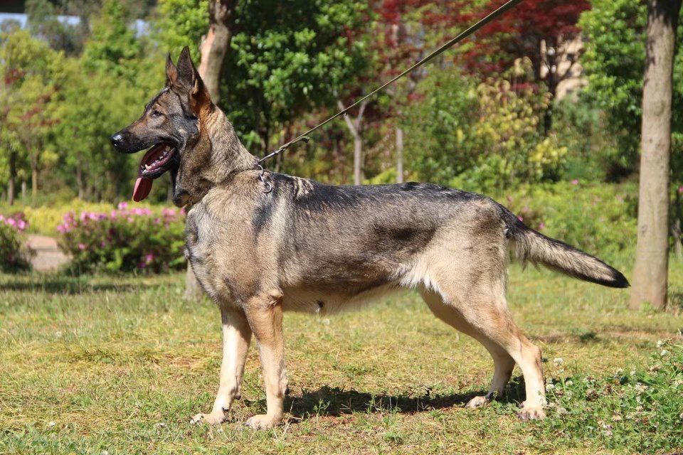 世界上一百种狗的图片,世界十种名贵狗